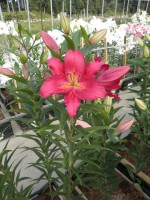 [1899 Tessala VH No02.JPG]